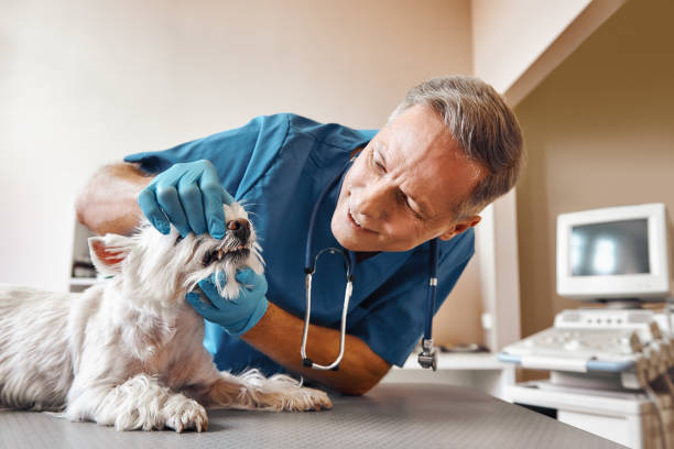 Best Emergency Care for Gum Disease in Little Falls, NY